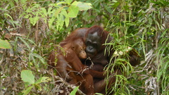 Pongo pygmaeus