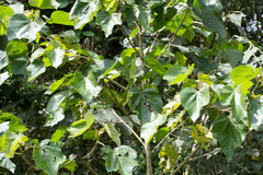 Heliocarpus americanus