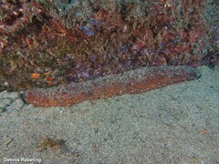 Holothuria mammata