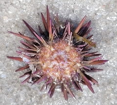 Echinometra lucunter