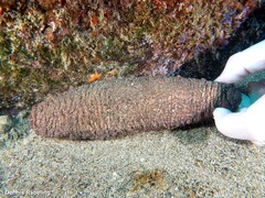 Holothuria mammata