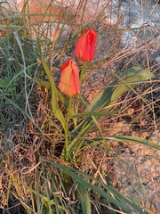Tulipa agenensis