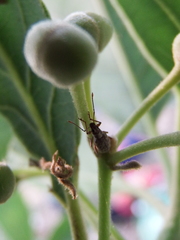 Cyphicerini