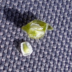 Cryptantha cycloptera