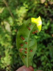Aceria barbujanae