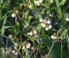 Vaccinium myrtilloides