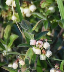 Vaccinium myrtilloides