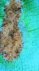Aceria barbujanae