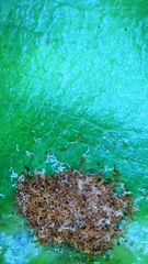 Aceria barbujanae