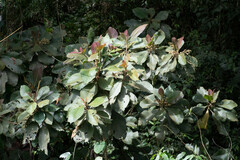 Clethra