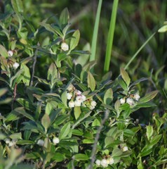 Vaccinium myrtilloides