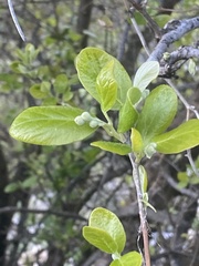 Styrax officinalis