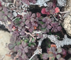 Limonium cordatum