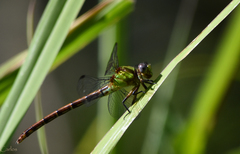 Erpetogomphus