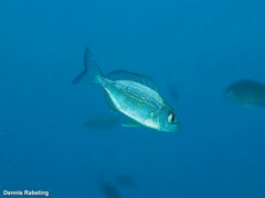 Spondyliosoma cantharus