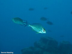 Spondyliosoma cantharus