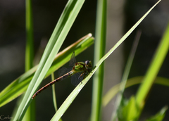 Erpetogomphus