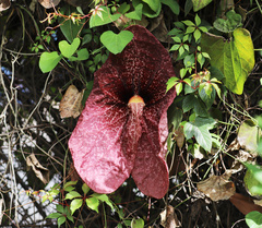 Aristolochia gigantea
