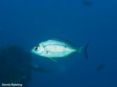 Spondyliosoma cantharus