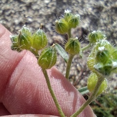 Cryptantha cycloptera
