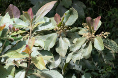 Clethra