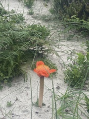 Haemanthus coccineus