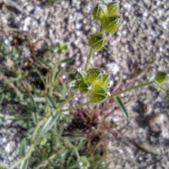 Cryptantha cycloptera