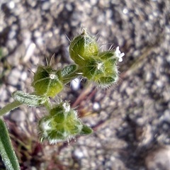 Cryptantha cycloptera