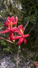 Epidendrum × obrienianum