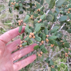 Ceanothus crassifolius