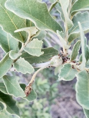 Quercus chihuahuensis