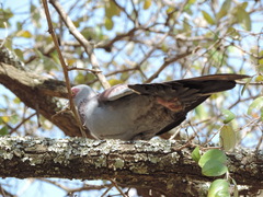 Columba guinea