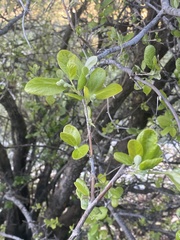 Styrax officinalis