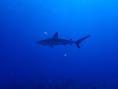 Carcharhinus perezii