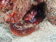 Holothuria mammata