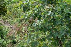 Heliocarpus americanus