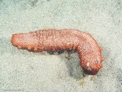 Holothuria mammata