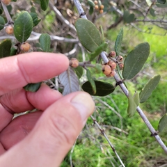 Ceanothus crassifolius