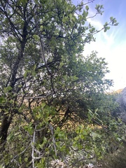 Styrax officinalis