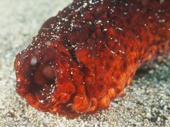 Holothuria mammata
