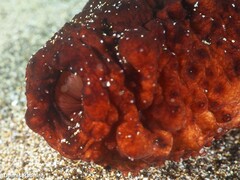 Holothuria mammata