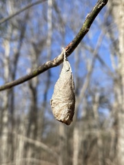 Callosamia promethea