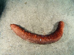 Holothuria mammata