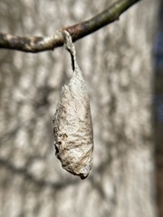 Callosamia promethea