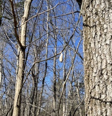 Callosamia promethea