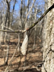 Callosamia promethea