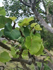Ficus abutilifolia