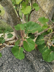 Ficus abutilifolia