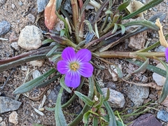 Calandrinia menziesii