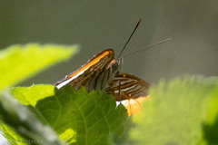 Adelpha cytherea